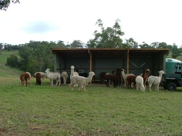 Shelter for alpacas